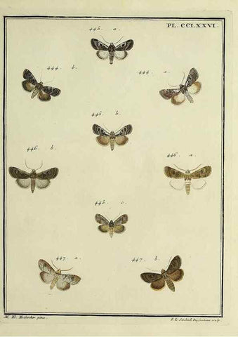 Reproducción/Reproduction 32988196268: Papillons d'Europe, peints d'après nature /. A Paris :Chez P.M. Delaguette, imprimeur-libraire ... ;1779-1792 [i.e. 1793]. 