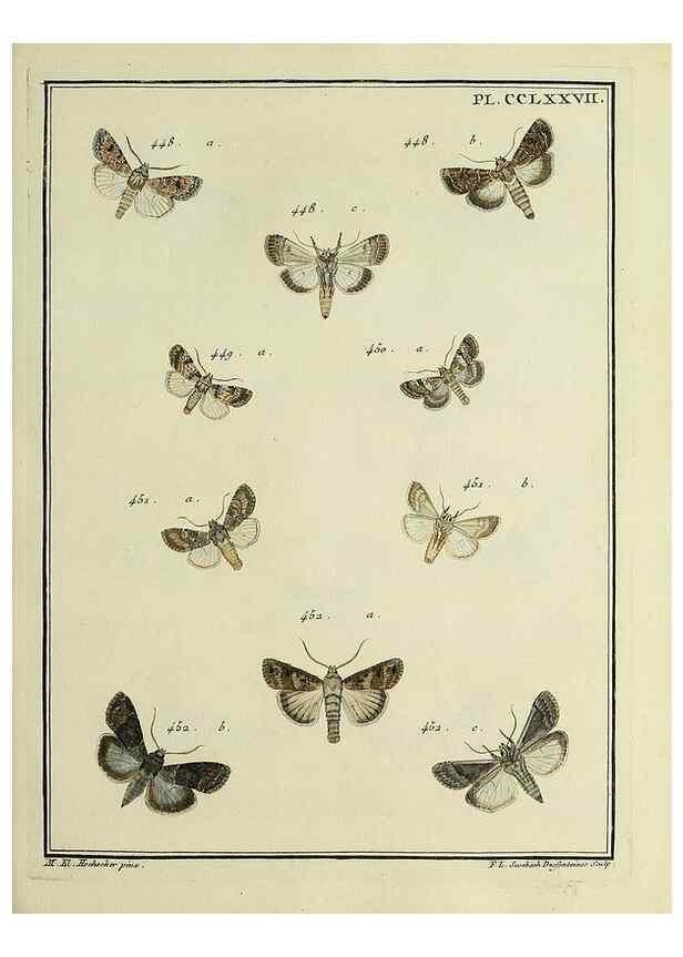 Reproducción/Reproduction 45949036685: Papillons d'Europe, peints d'après nature /. A Paris :Chez P.M. Delaguette, imprimeur-libraire ... ;1779-1792 [i.e. 1793]. 