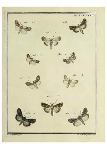 Reproducción/Reproduction 45949036685: Papillons d'Europe, peints d'après nature /. A Paris :Chez P.M. Delaguette, imprimeur-libraire ... ;1779-1792 [i.e. 1793]. 