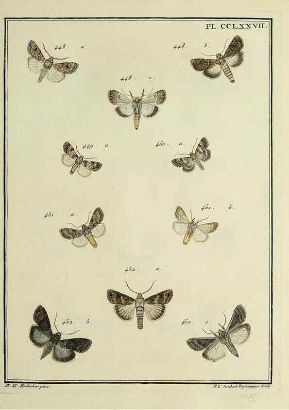 Reproducción/Reproduction 45949036685: Papillons d'Europe, peints d'après nature /. A Paris :Chez P.M. Delaguette, imprimeur-libraire ... ;1779-1792 [i.e. 1793]. 