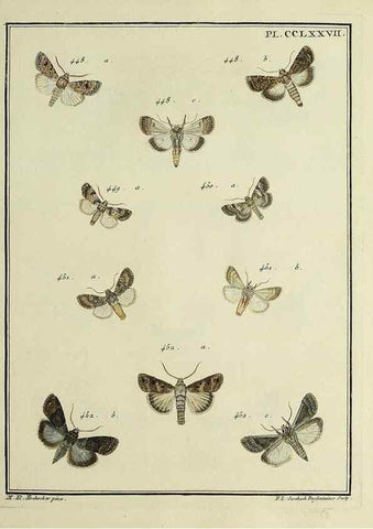 Reproducción/Reproduction 45949036685: Papillons d'Europe, peints d'après nature /. A Paris :Chez P.M. Delaguette, imprimeur-libraire ... ;1779-1792 [i.e. 1793]. 