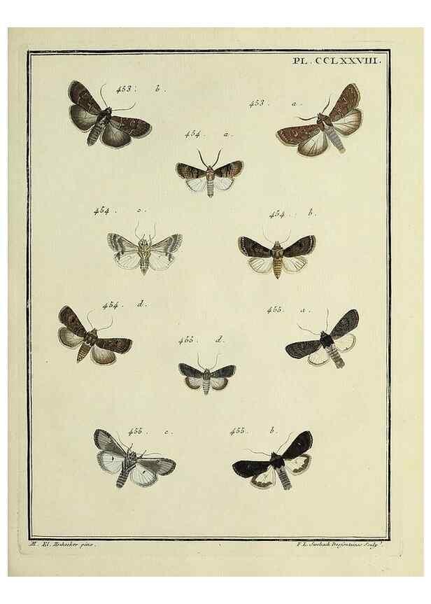 Reproducción/Reproduction 46863458001: Papillons d'Europe, peints d'après nature /. A Paris :Chez P.M. Delaguette, imprimeur-libraire ... ;1779-1792 [i.e. 1793]. 
