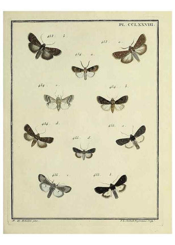 Reproducción/Reproduction 46863458001: Papillons d'Europe, peints d'après nature /. A Paris :Chez P.M. Delaguette, imprimeur-libraire ... ;1779-1792 [i.e. 1793]. 