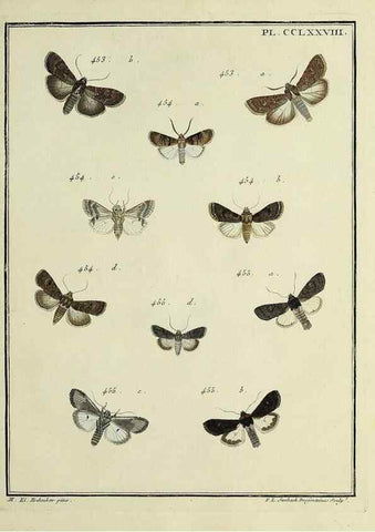 Reproducción/Reproduction 46863458001: Papillons d'Europe, peints d'après nature /. A Paris :Chez P.M. Delaguette, imprimeur-libraire ... ;1779-1792 [i.e. 1793]. 
