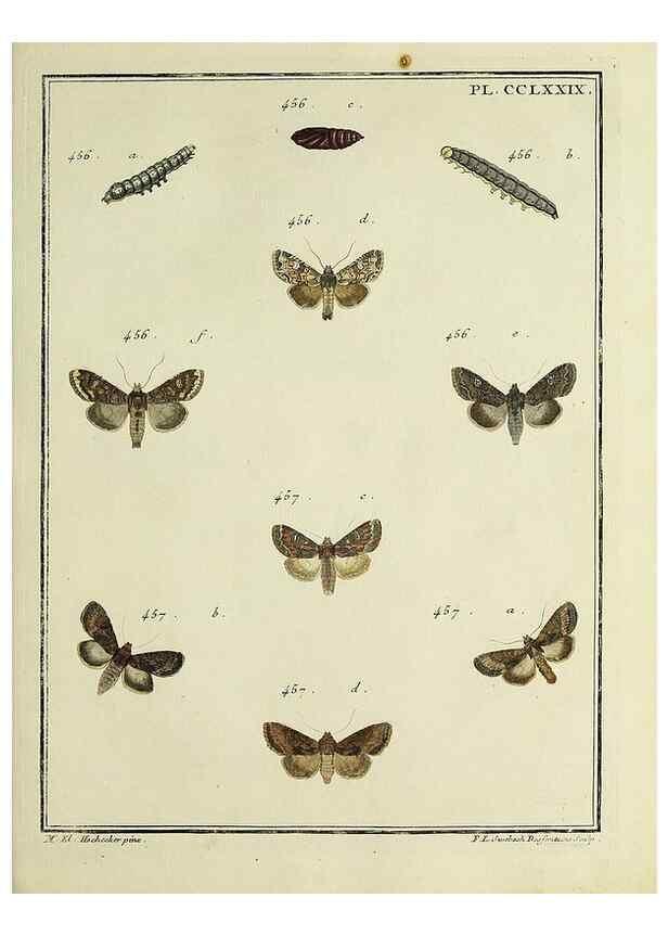 Reproducción/Reproduction 45949038335: Papillons d'Europe, peints d'après nature /. A Paris :Chez P.M. Delaguette, imprimeur-libraire ... ;1779-1792 [i.e. 1793]. 