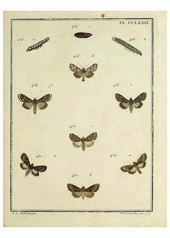 Reproducción/Reproduction 45949038335: Papillons d'Europe, peints d'après nature /. A Paris :Chez P.M. Delaguette, imprimeur-libraire ... ;1779-1792 [i.e. 1793]. 