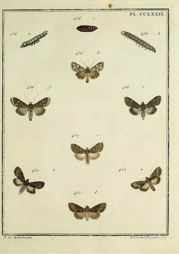 Reproducción/Reproduction 45949038335: Papillons d'Europe, peints d'après nature /. A Paris :Chez P.M. Delaguette, imprimeur-libraire ... ;1779-1792 [i.e. 1793]. 