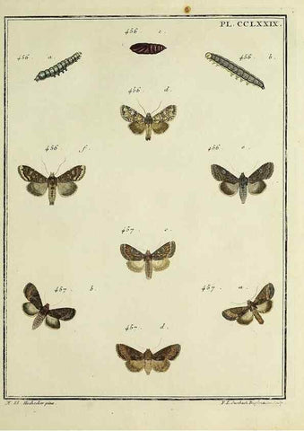 Reproducción/Reproduction 45949038335: Papillons d'Europe, peints d'après nature /. A Paris :Chez P.M. Delaguette, imprimeur-libraire ... ;1779-1792 [i.e. 1793]. 