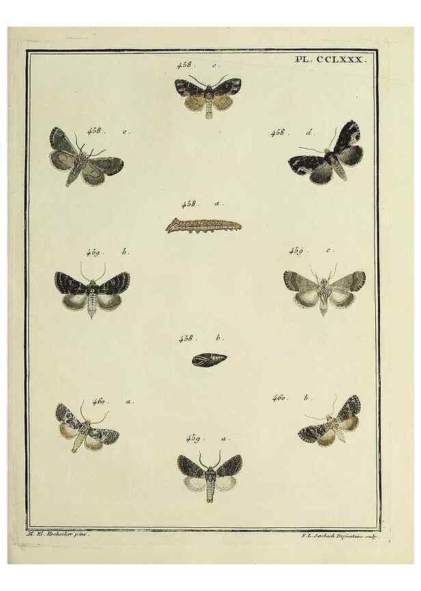 Reproducción/Reproduction 46863461851: Papillons d'Europe, peints d'après nature /. A Paris :Chez P.M. Delaguette, imprimeur-libraire ... ;1779-1792 [i.e. 1793]. 