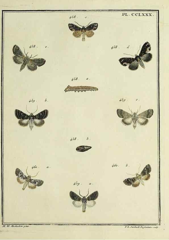 Reproducción/Reproduction 46863461851: Papillons d'Europe, peints d'après nature /. A Paris :Chez P.M. Delaguette, imprimeur-libraire ... ;1779-1792 [i.e. 1793]. 