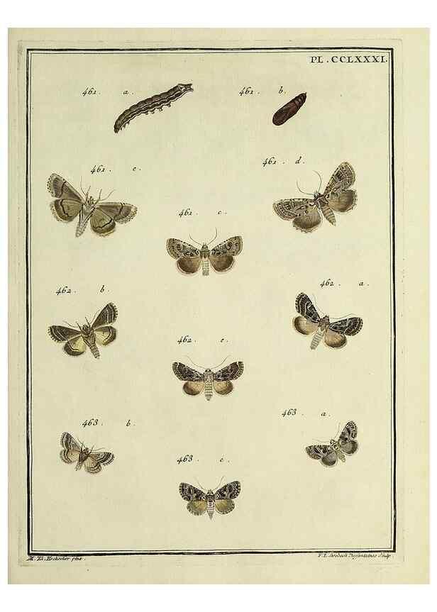 Reproducción/Reproduction 39898836763: Papillons d'Europe, peints d'après nature /. A Paris :Chez P.M. Delaguette, imprimeur-libraire ... ;1779-1792 [i.e. 1793]. 