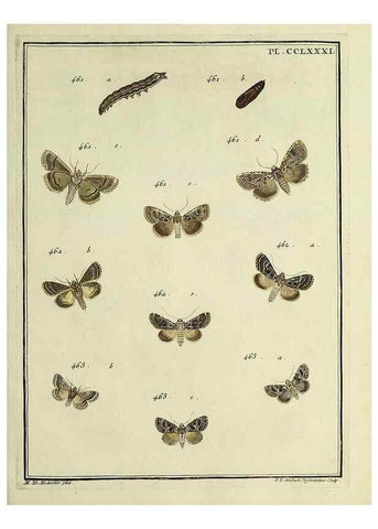 Reproducción/Reproduction 39898836763: Papillons d'Europe, peints d'après nature /. A Paris :Chez P.M. Delaguette, imprimeur-libraire ... ;1779-1792 [i.e. 1793]. 