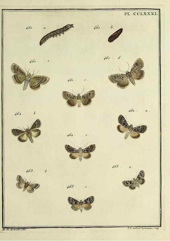 Reproducción/Reproduction 39898836763: Papillons d'Europe, peints d'après nature /. A Paris :Chez P.M. Delaguette, imprimeur-libraire ... ;1779-1792 [i.e. 1793]. 