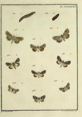 Reproducción/Reproduction 39898836763: Papillons d'Europe, peints d'après nature /. A Paris :Chez P.M. Delaguette, imprimeur-libraire ... ;1779-1792 [i.e. 1793]. 