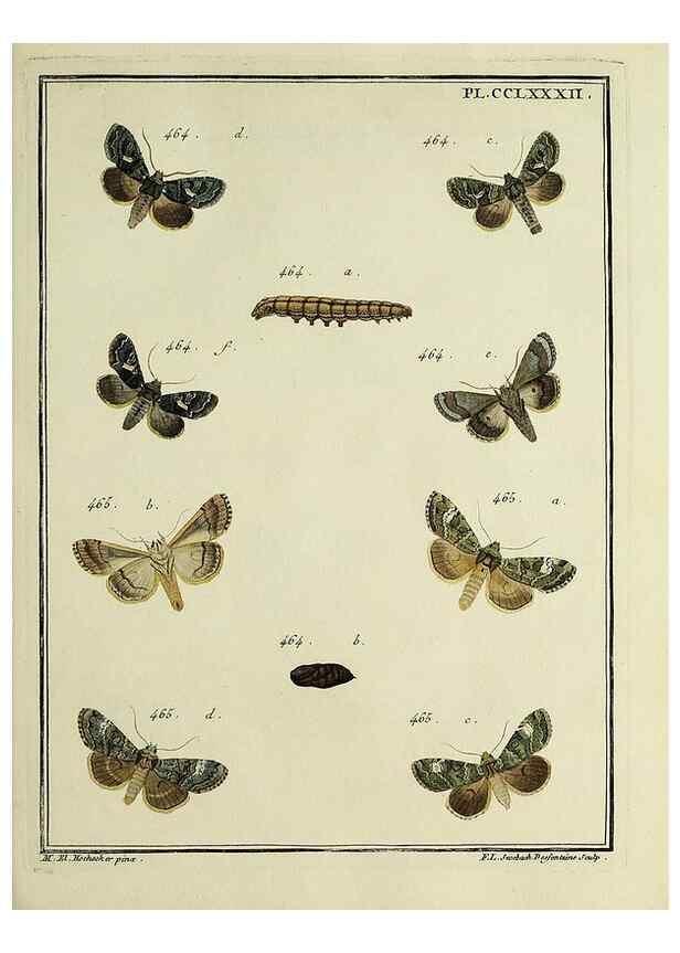 Reproducción/Reproduction 46811441492: Papillons d'Europe, peints d'après nature /. A Paris :Chez P.M. Delaguette, imprimeur-libraire ... ;1779-1792 [i.e. 1793]. 