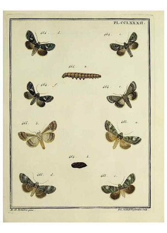 Reproducción/Reproduction 46811441492: Papillons d'Europe, peints d'après nature /. A Paris :Chez P.M. Delaguette, imprimeur-libraire ... ;1779-1792 [i.e. 1793]. 