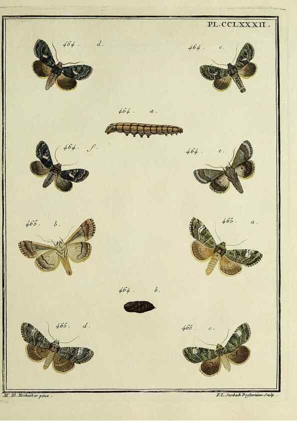 Reproducción/Reproduction 46811441492: Papillons d'Europe, peints d'après nature /. A Paris :Chez P.M. Delaguette, imprimeur-libraire ... ;1779-1792 [i.e. 1793]. 