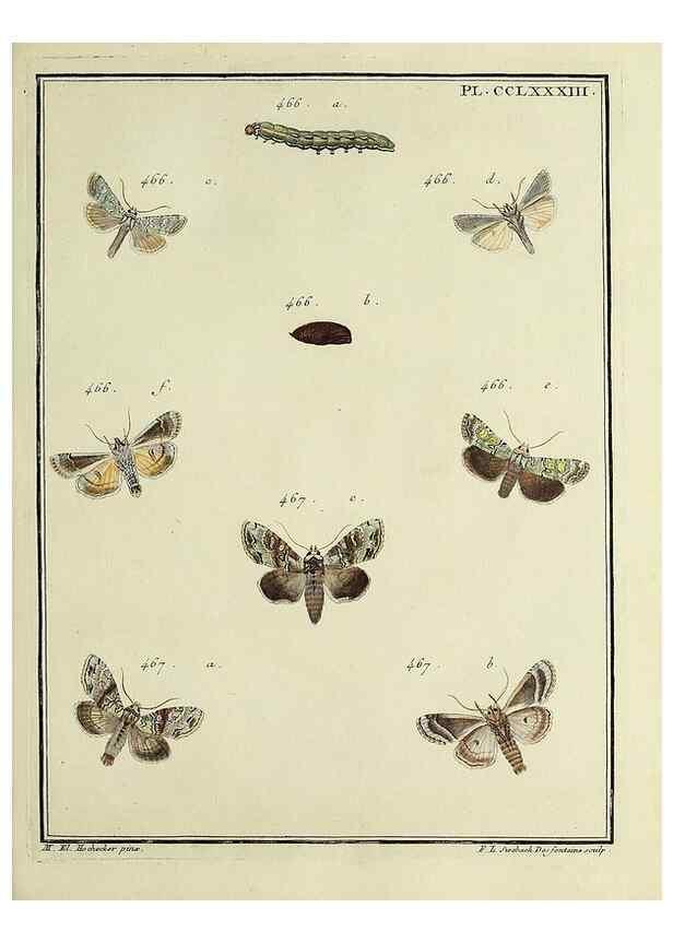 Reproducción/Reproduction 39898837813: Papillons d'Europe, peints d'après nature /. A Paris :Chez P.M. Delaguette, imprimeur-libraire ... ;1779-1792 [i.e. 1793]. 