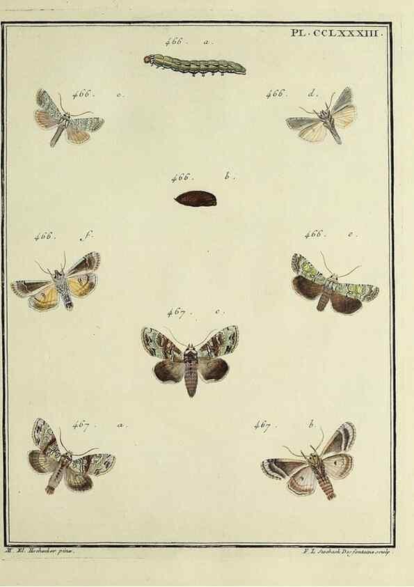 Reproducción/Reproduction 39898837813: Papillons d'Europe, peints d'après nature /. A Paris :Chez P.M. Delaguette, imprimeur-libraire ... ;1779-1792 [i.e. 1793]. 