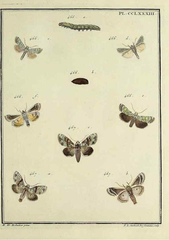 Reproducción/Reproduction 39898837813: Papillons d'Europe, peints d'après nature /. A Paris :Chez P.M. Delaguette, imprimeur-libraire ... ;1779-1792 [i.e. 1793]. 