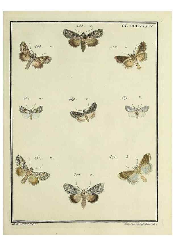 Reproducción/Reproduction 32988201358: Papillons d'Europe, peints d'après nature /. A Paris :Chez P.M. Delaguette, imprimeur-libraire ... ;1779-1792 [i.e. 1793]. 