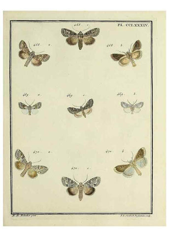 Reproducción/Reproduction 32988201358: Papillons d'Europe, peints d'après nature /. A Paris :Chez P.M. Delaguette, imprimeur-libraire ... ;1779-1792 [i.e. 1793]. 