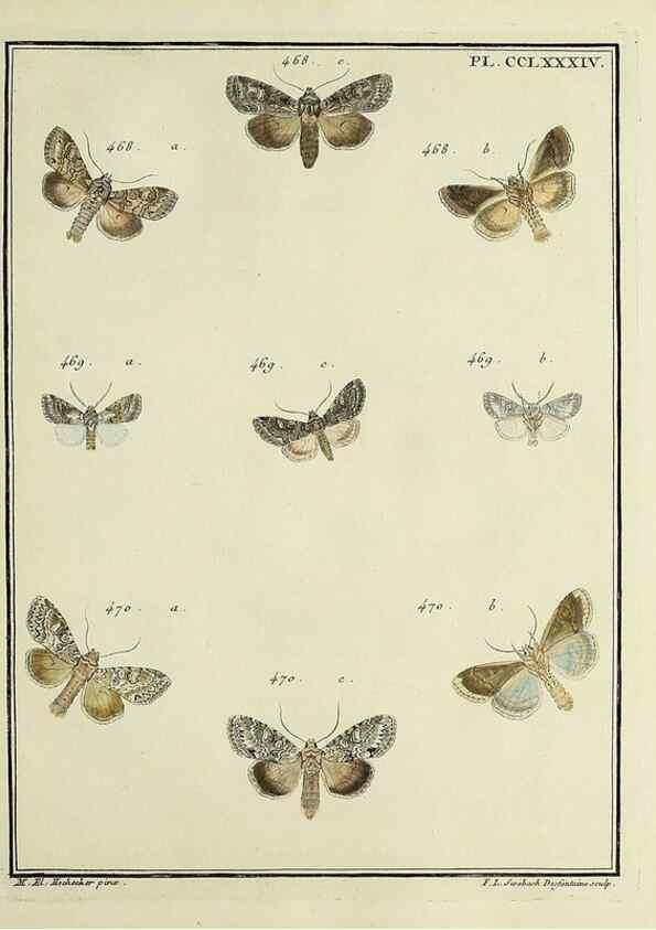 Reproducción/Reproduction 32988201358: Papillons d'Europe, peints d'après nature /. A Paris :Chez P.M. Delaguette, imprimeur-libraire ... ;1779-1792 [i.e. 1793]. 