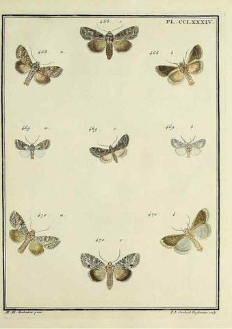 Reproducción/Reproduction 32988201358: Papillons d'Europe, peints d'après nature /. A Paris :Chez P.M. Delaguette, imprimeur-libraire ... ;1779-1792 [i.e. 1793]. 
