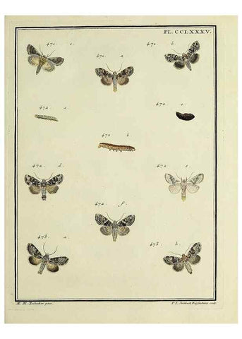 Reproducción/Reproduction 46863470101: Papillons d'Europe, peints d'après nature /. A Paris :Chez P.M. Delaguette, imprimeur-libraire ... ;1779-1792 [i.e. 1793]. 