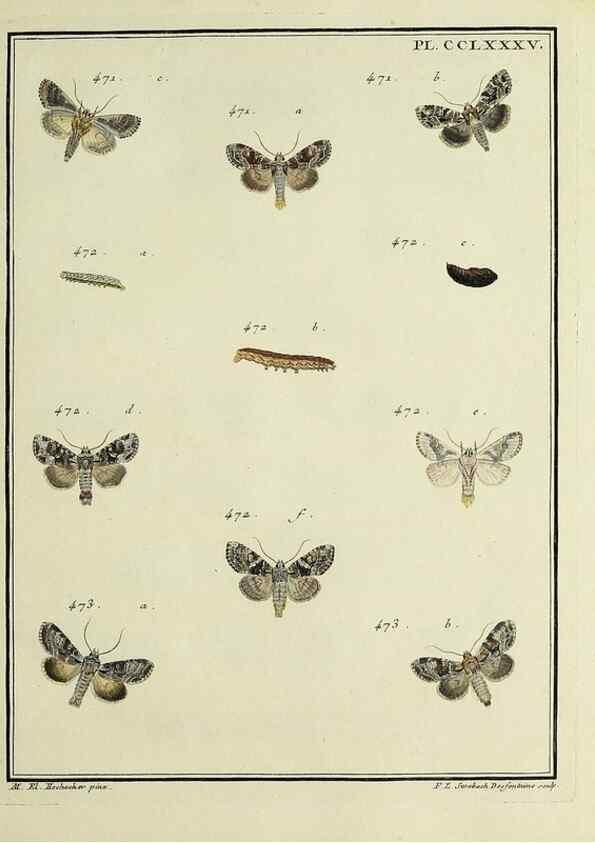 Reproducción/Reproduction 46863470101: Papillons d'Europe, peints d'après nature /. A Paris :Chez P.M. Delaguette, imprimeur-libraire ... ;1779-1792 [i.e. 1793]. 