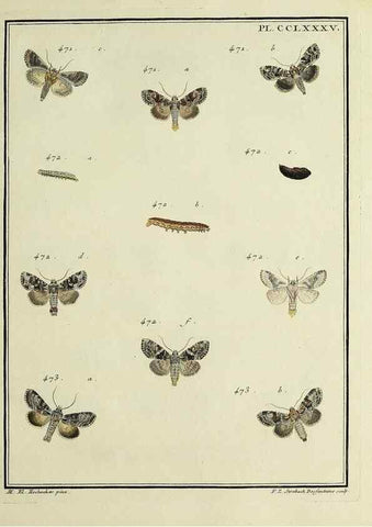 Reproducción/Reproduction 46863470101: Papillons d'Europe, peints d'après nature /. A Paris :Chez P.M. Delaguette, imprimeur-libraire ... ;1779-1792 [i.e. 1793]. 