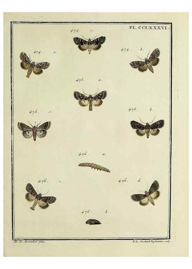 Reproducción/Reproduction 46863471521: Papillons d'Europe, peints d'après nature /. A Paris :Chez P.M. Delaguette, imprimeur-libraire ... ;1779-1792 [i.e. 1793]. 