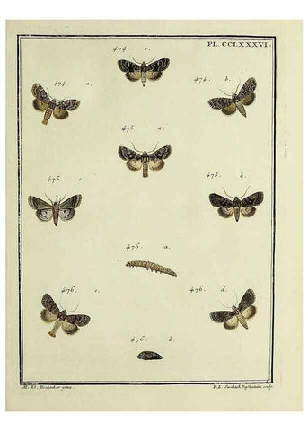 Reproducción/Reproduction 46863471521: Papillons d'Europe, peints d'après nature /. A Paris :Chez P.M. Delaguette, imprimeur-libraire ... ;1779-1792 [i.e. 1793]. 