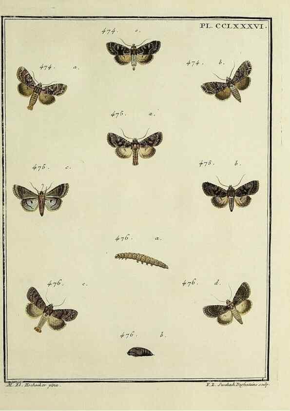 Reproducción/Reproduction 46863471521: Papillons d'Europe, peints d'après nature /. A Paris :Chez P.M. Delaguette, imprimeur-libraire ... ;1779-1792 [i.e. 1793]. 