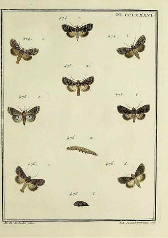 Reproducción/Reproduction 46863471521: Papillons d'Europe, peints d'après nature /. A Paris :Chez P.M. Delaguette, imprimeur-libraire ... ;1779-1792 [i.e. 1793]. 