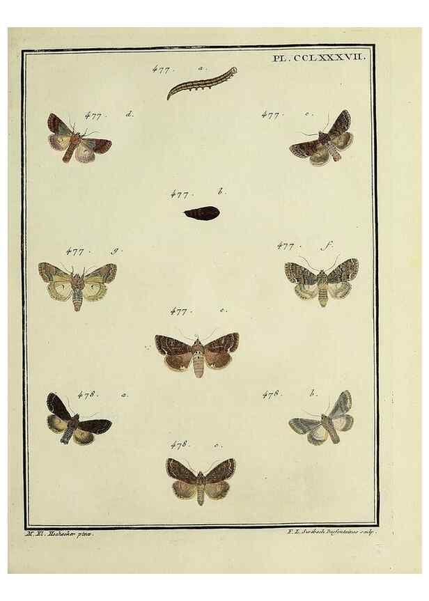 Reproducción/Reproduction 31922160727: Papillons d'Europe, peints d'après nature /. A Paris :Chez P.M. Delaguette, imprimeur-libraire ... ;1779-1792 [i.e. 1793]. 