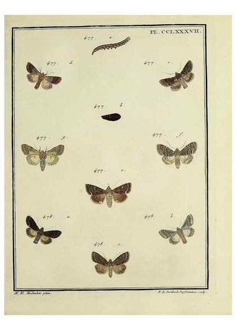 Reproducción/Reproduction 31922160727: Papillons d'Europe, peints d'après nature /. A Paris :Chez P.M. Delaguette, imprimeur-libraire ... ;1779-1792 [i.e. 1793]. 