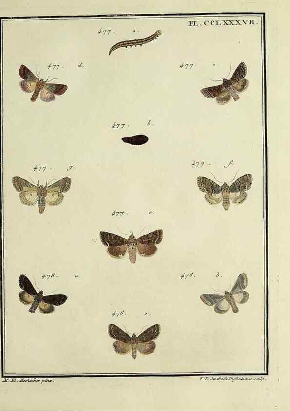 Reproducción/Reproduction 31922160727: Papillons d'Europe, peints d'après nature /. A Paris :Chez P.M. Delaguette, imprimeur-libraire ... ;1779-1792 [i.e. 1793]. 