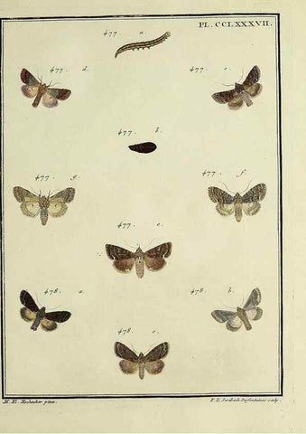 Reproducción/Reproduction 31922160727: Papillons d'Europe, peints d'après nature /. A Paris :Chez P.M. Delaguette, imprimeur-libraire ... ;1779-1792 [i.e. 1793]. 