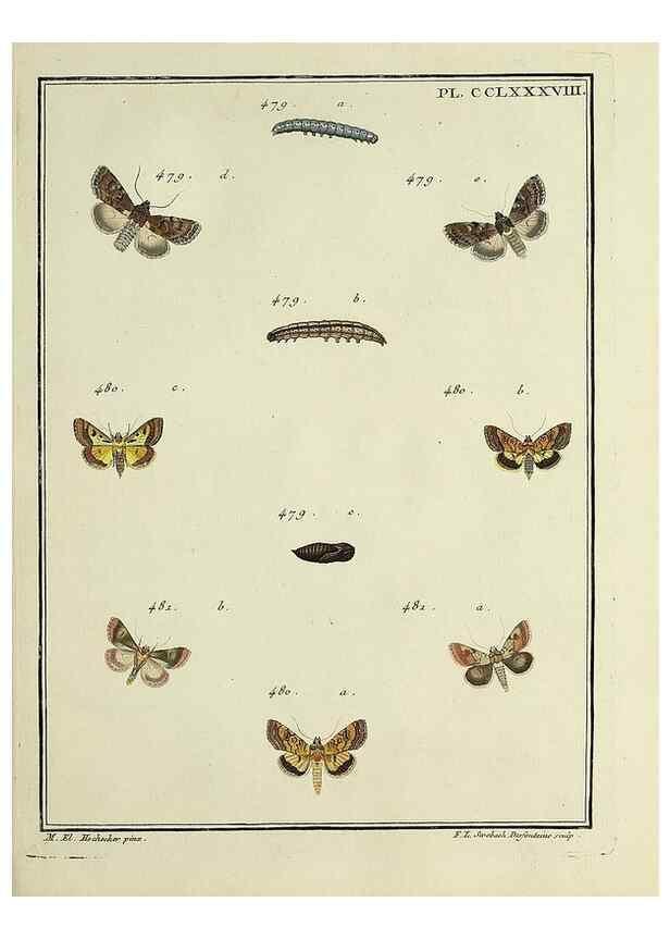 Reproducción/Reproduction 45949044965: Papillons d'Europe, peints d'après nature /. A Paris :Chez P.M. Delaguette, imprimeur-libraire ... ;1779-1792 [i.e. 1793]. 