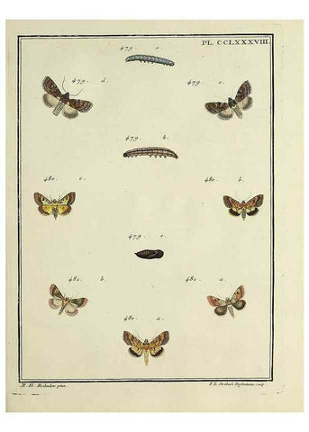 Reproducción/Reproduction 45949044965: Papillons d'Europe, peints d'après nature /. A Paris :Chez P.M. Delaguette, imprimeur-libraire ... ;1779-1792 [i.e. 1793]. 