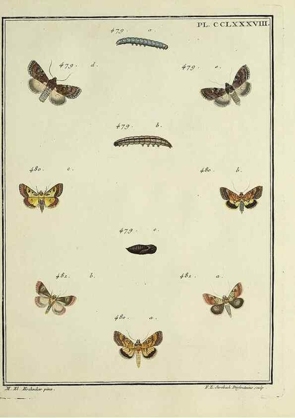 Reproducción/Reproduction 45949044965: Papillons d'Europe, peints d'après nature /. A Paris :Chez P.M. Delaguette, imprimeur-libraire ... ;1779-1792 [i.e. 1793]. 