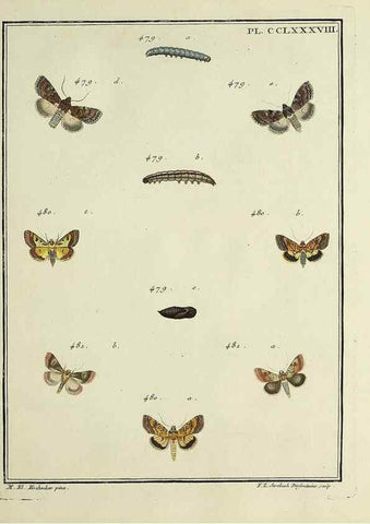 Reproducción/Reproduction 45949044965: Papillons d'Europe, peints d'après nature /. A Paris :Chez P.M. Delaguette, imprimeur-libraire ... ;1779-1792 [i.e. 1793]. 