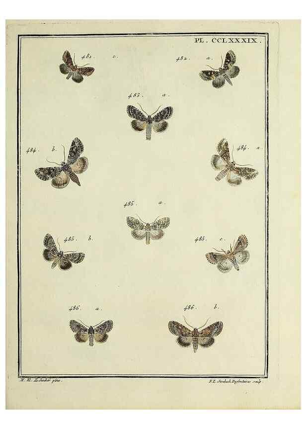 Reproducción/Reproduction 46138564004: Papillons d'Europe, peints d'après nature /. A Paris :Chez P.M. Delaguette, imprimeur-libraire ... ;1779-1792 [i.e. 1793]. 