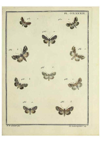 Reproducción/Reproduction 46138564004: Papillons d'Europe, peints d'après nature /. A Paris :Chez P.M. Delaguette, imprimeur-libraire ... ;1779-1792 [i.e. 1793]. 