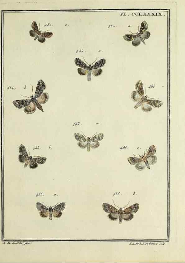 Reproducción/Reproduction 46138564004: Papillons d'Europe, peints d'après nature /. A Paris :Chez P.M. Delaguette, imprimeur-libraire ... ;1779-1792 [i.e. 1793]. 