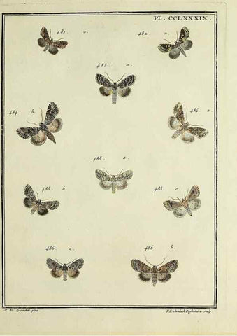 Reproducción/Reproduction 46138564004: Papillons d'Europe, peints d'après nature /. A Paris :Chez P.M. Delaguette, imprimeur-libraire ... ;1779-1792 [i.e. 1793]. 