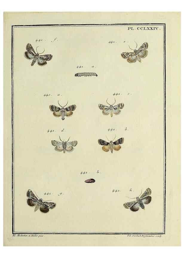 Reproducción/Reproduction 32988194058: Papillons d'Europe, peints d'après nature /. A Paris :Chez P.M. Delaguette, imprimeur-libraire ... ;1779-1792 [i.e. 1793]. 