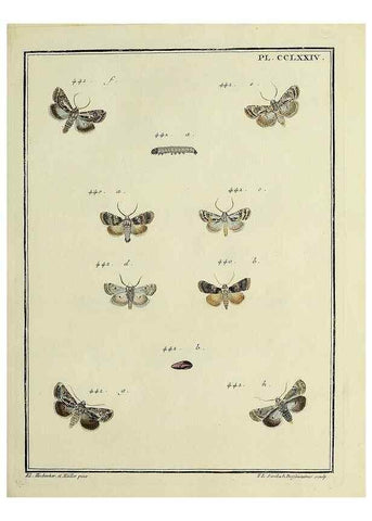 Reproducción/Reproduction 32988194058: Papillons d'Europe, peints d'après nature /. A Paris :Chez P.M. Delaguette, imprimeur-libraire ... ;1779-1792 [i.e. 1793]. 