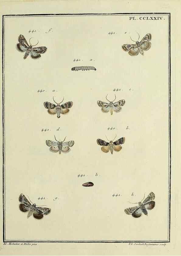 Reproducción/Reproduction 32988194058: Papillons d'Europe, peints d'après nature /. A Paris :Chez P.M. Delaguette, imprimeur-libraire ... ;1779-1792 [i.e. 1793]. 